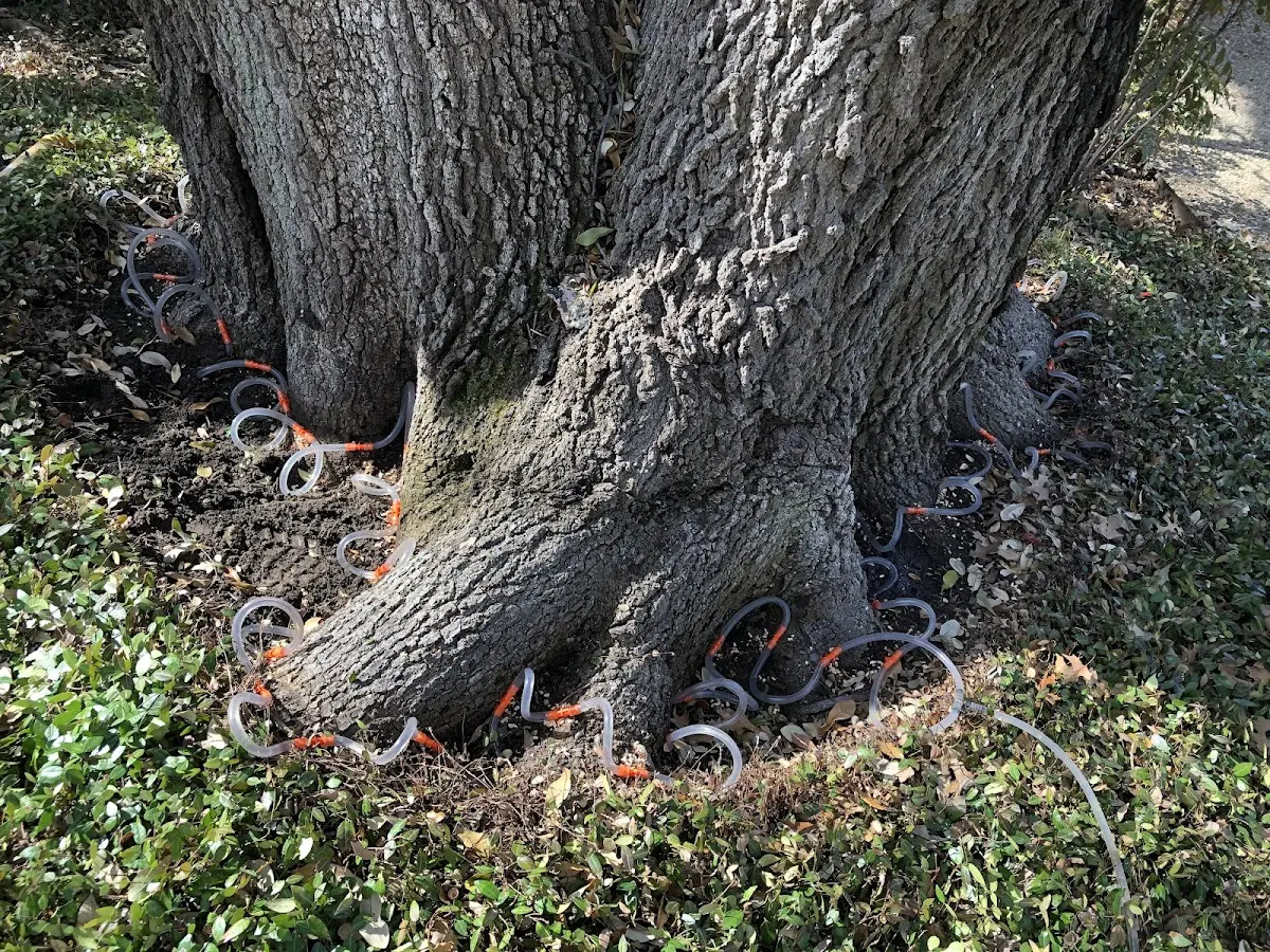 Detailed Tree Cabling and Bracing job site in Himrod